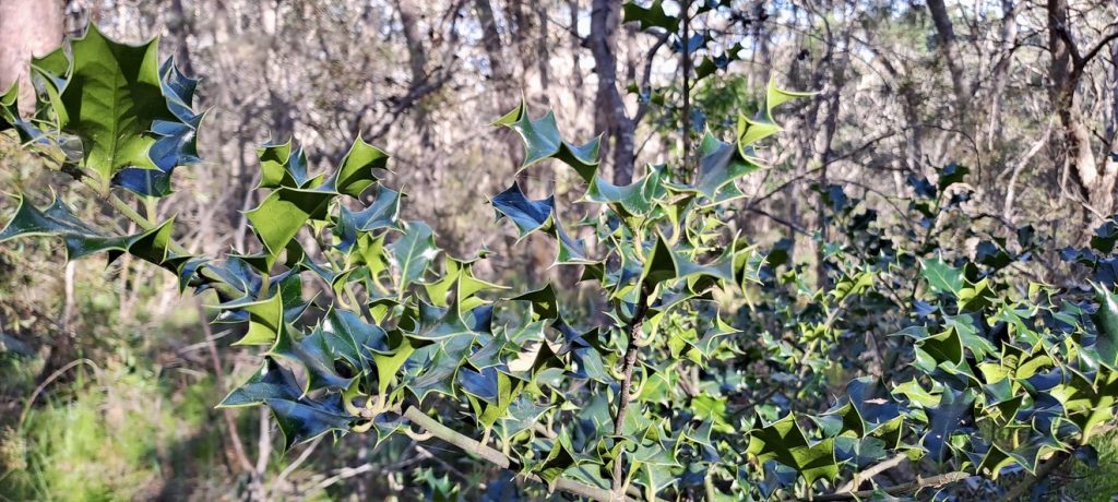 Holly on the verge of Prince George Street, Blackheath. This area is currently being worked by a Blue Mountains City Council Bushcare group.