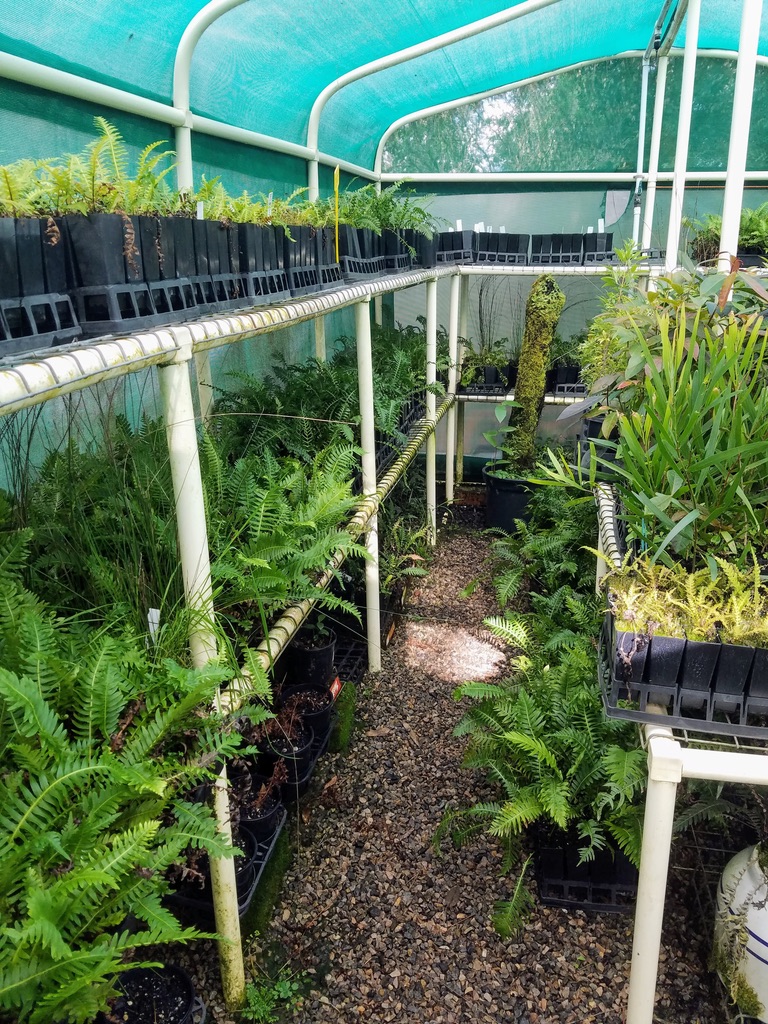 Katoomba Native Plant Nursery