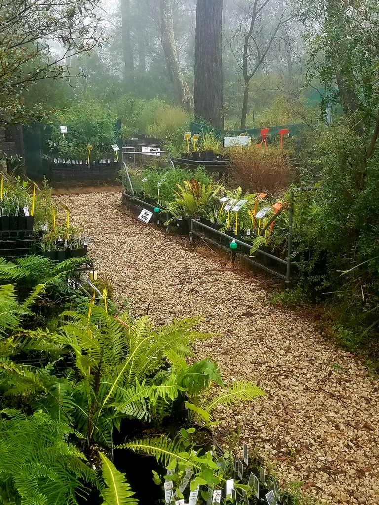 at Katoomba Native Plant Nursery