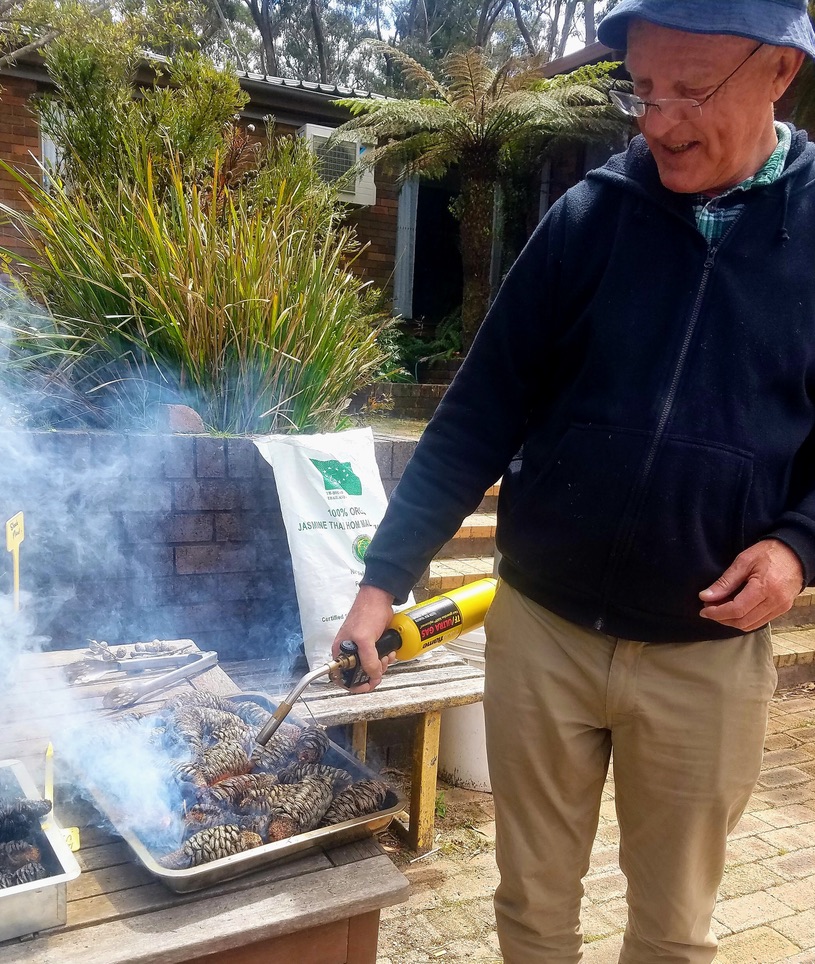 Using heat to release seeds for propagation