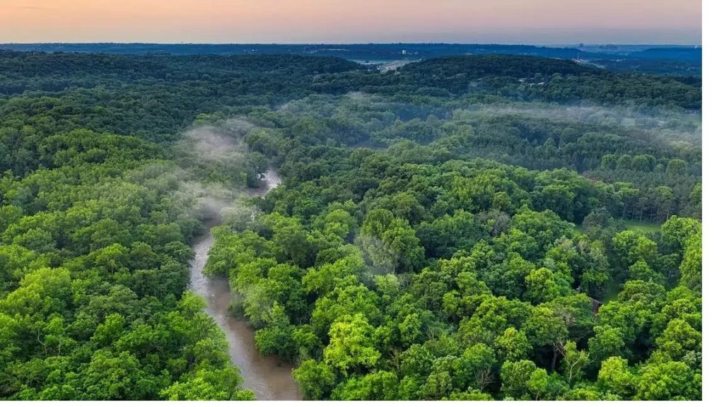 amazon rainforest