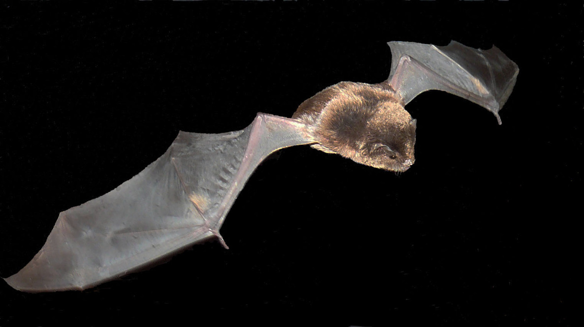 Bentwing bat