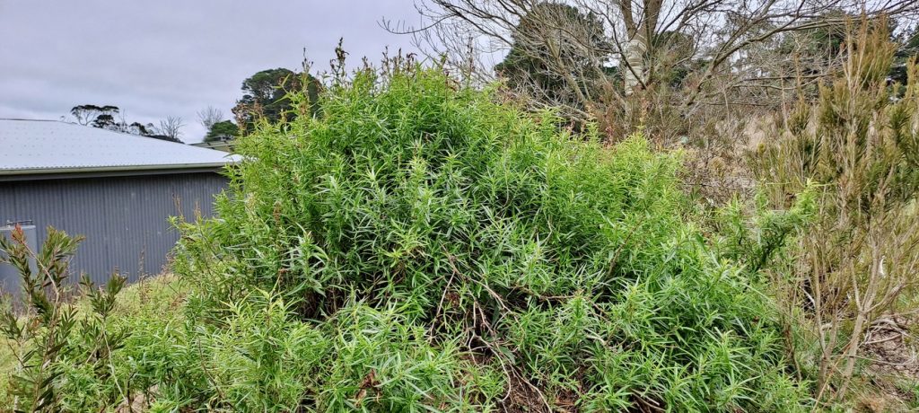 shrubs for pollinators