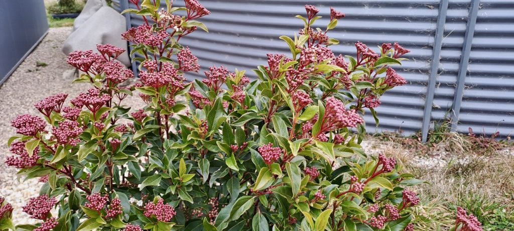 planting for native bees