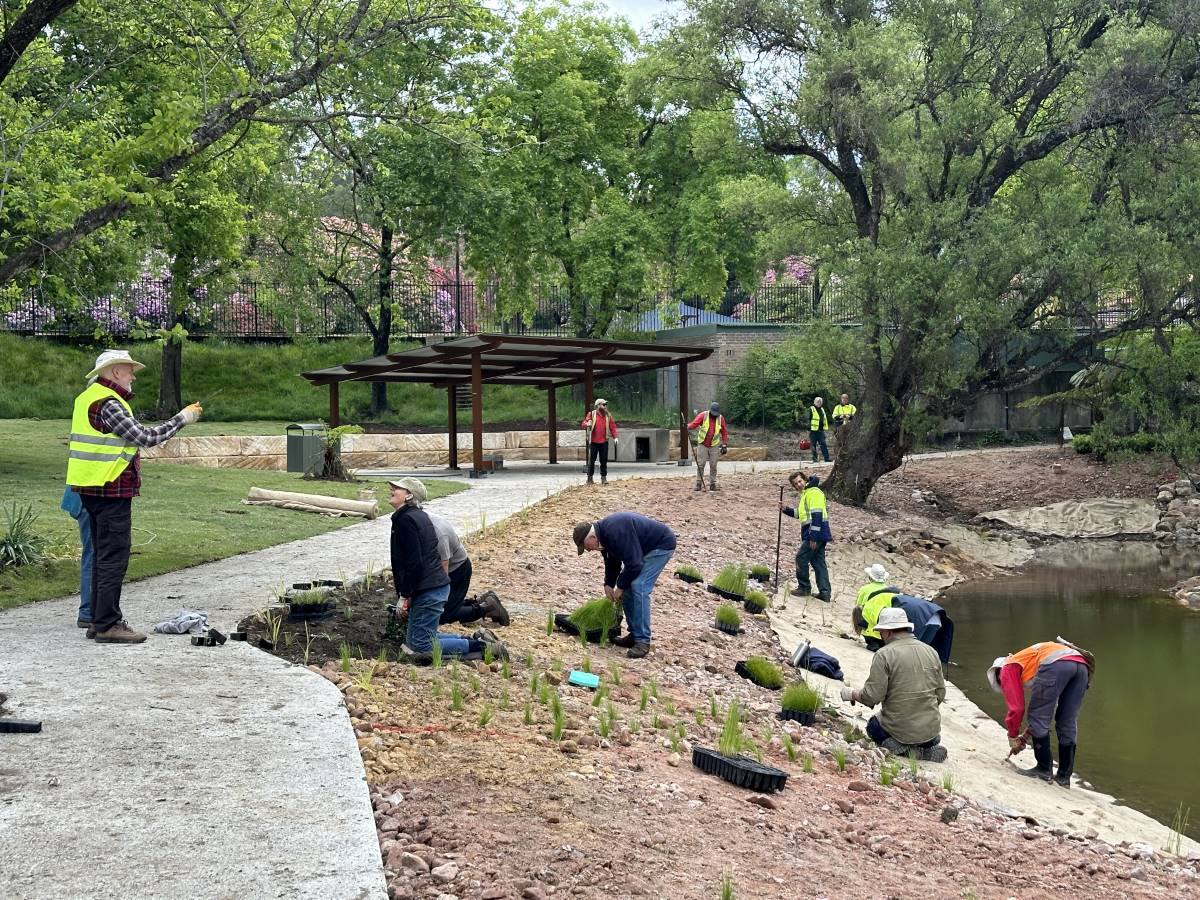 planting at the pond at blackheath memorial park