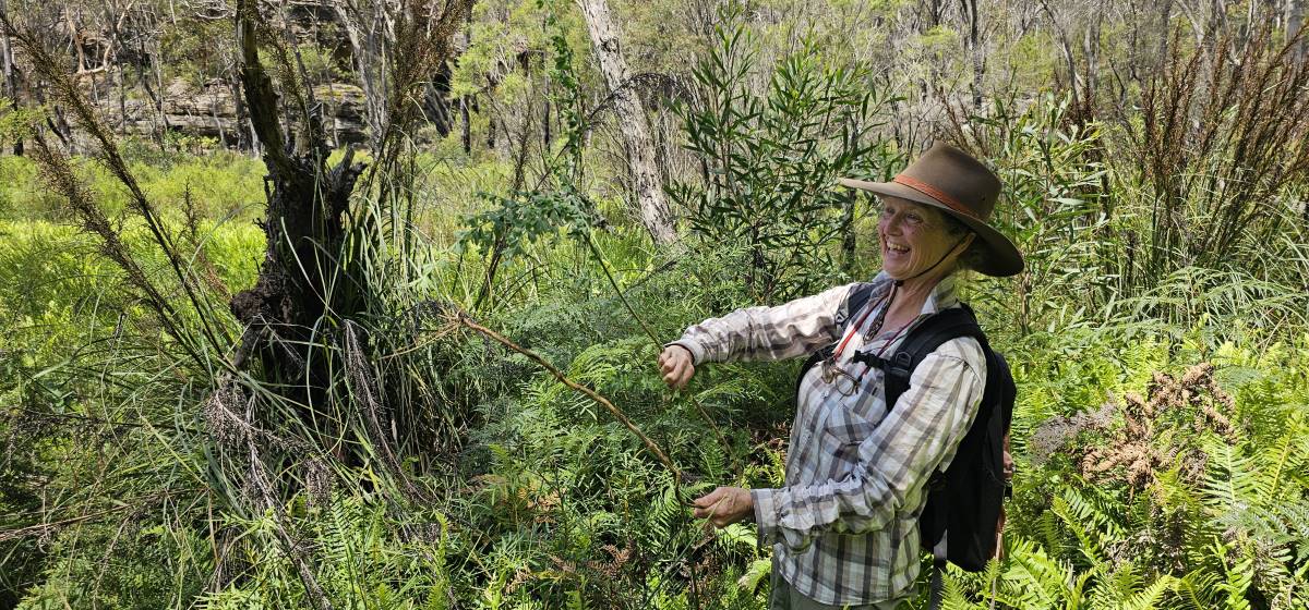 marianne bate doing bushcare in the blue Mountains