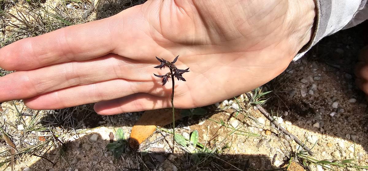 The Blue Mountains Midge Orchid.