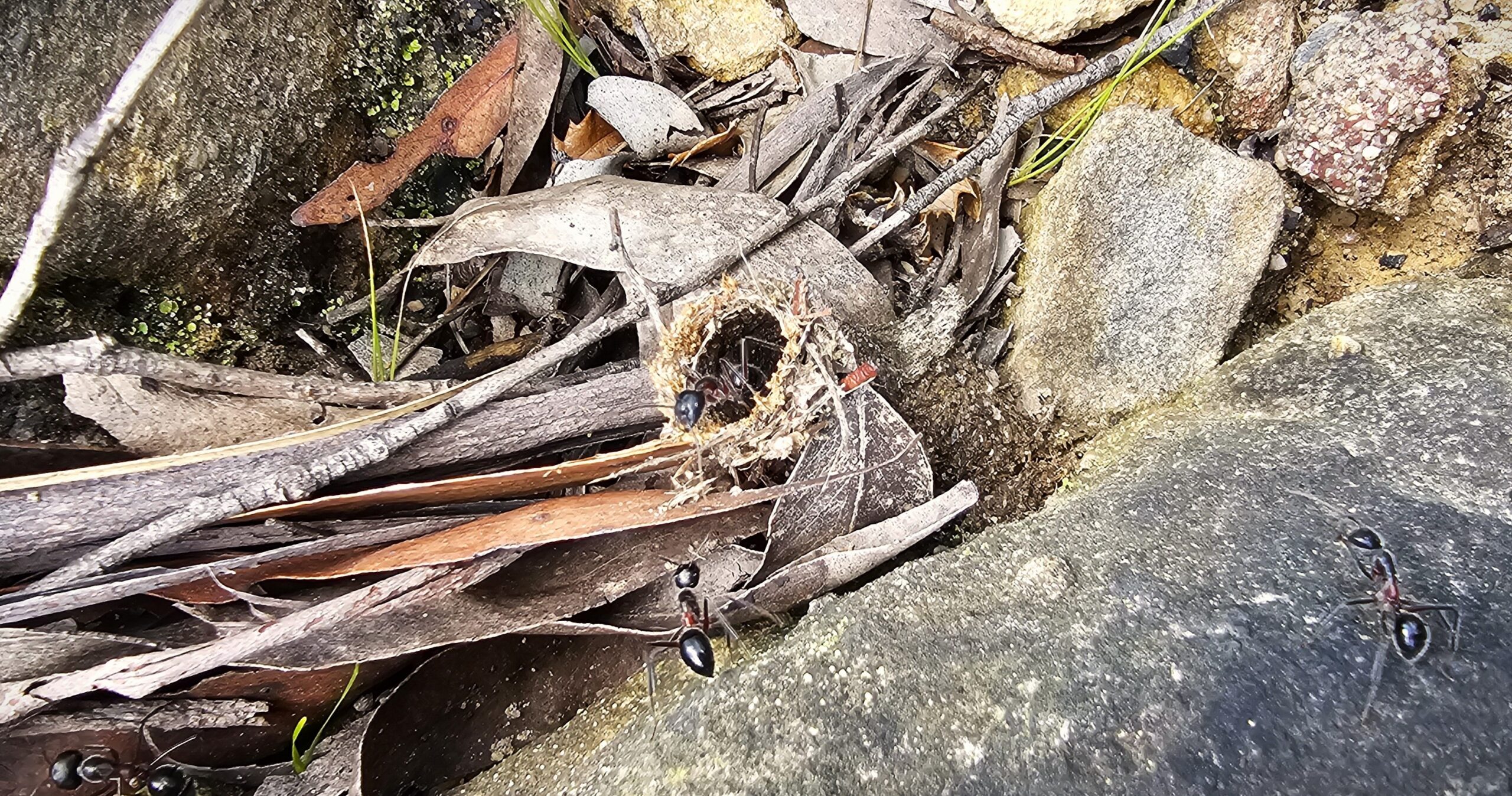 ant nest entry tunnel
