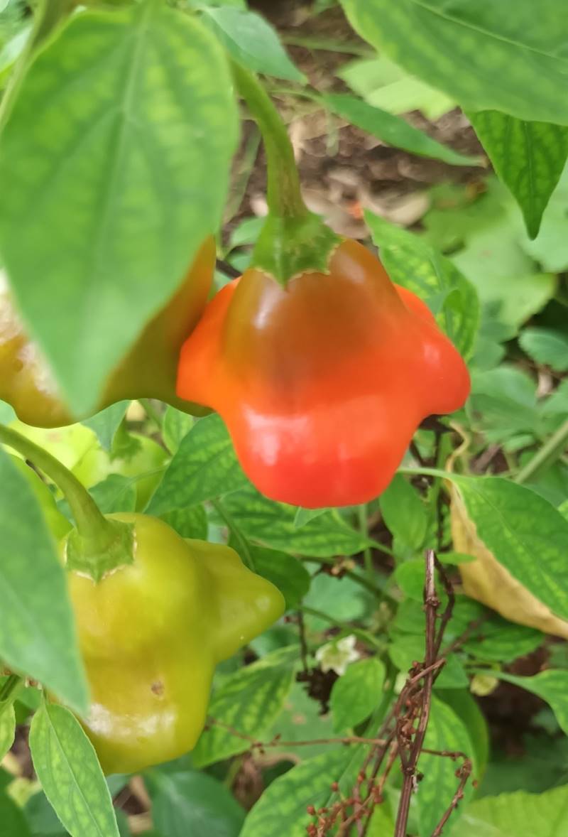 The unusual Bishop’s Crown Capsicum is one of the edible delights you can find in Amanda’s community garden.