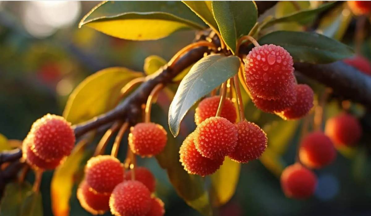 Irish Strawberry Tree fruit