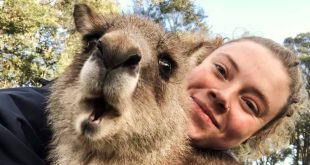melinda kerr and vinnie the rescue kangaroo in the blue mountains
