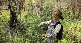 marianne bate doing bushcare