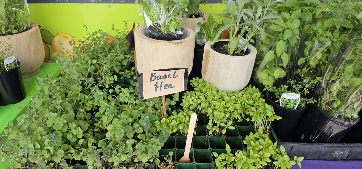 seedlings at the vegie patch in blackheath