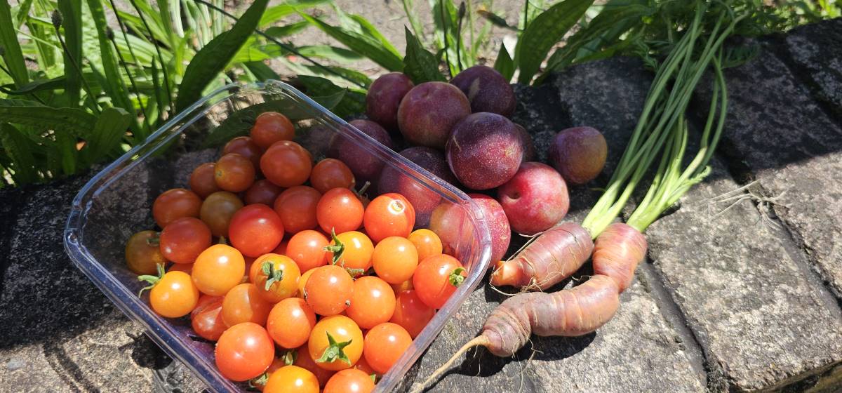 garden vegetables