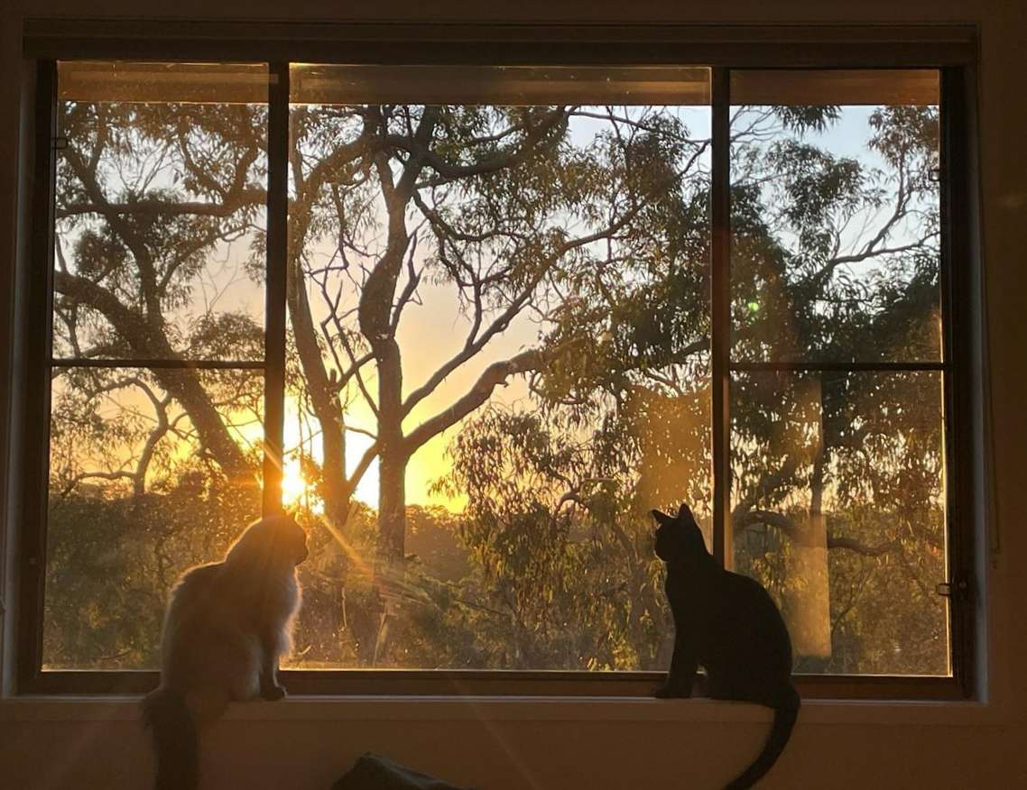 cats inside