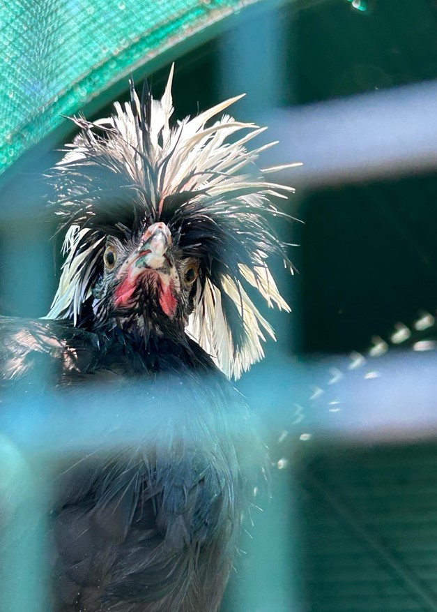 chicken