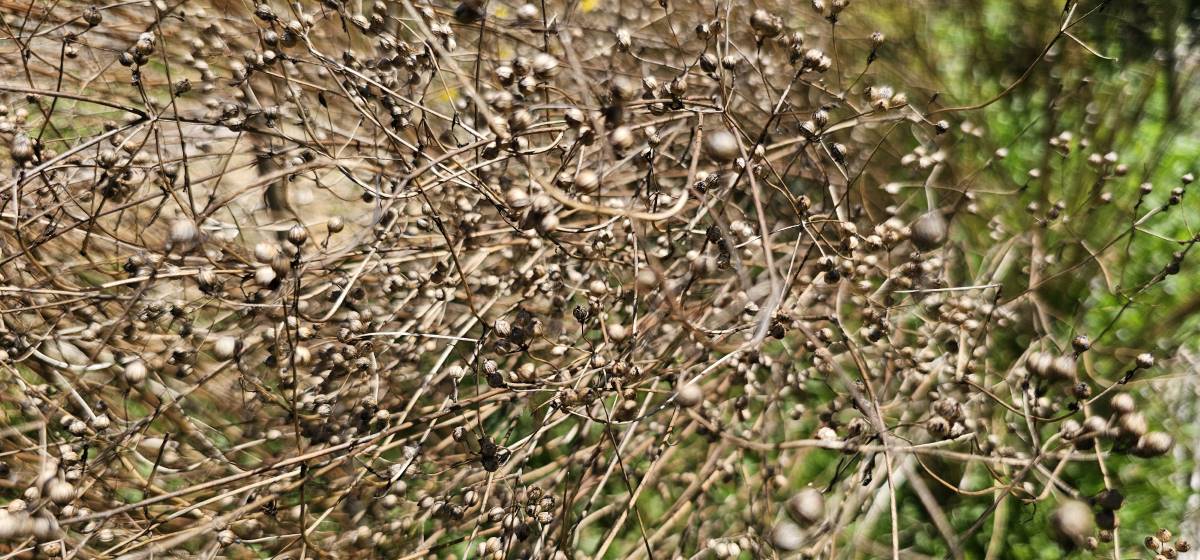 coriander seeds