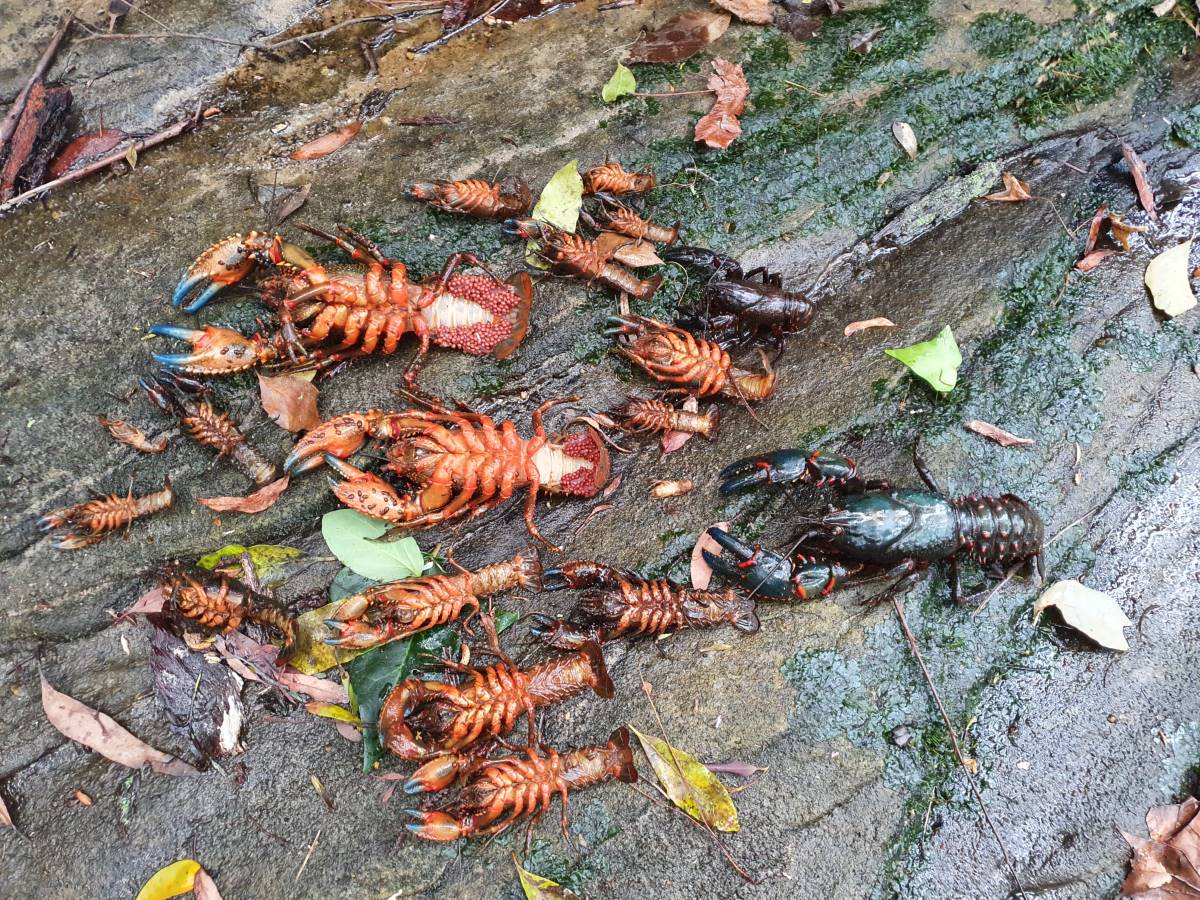 Dead crayfish found after the bifenthrin contamination at a tributary to Hazelbrook Creek, 2023