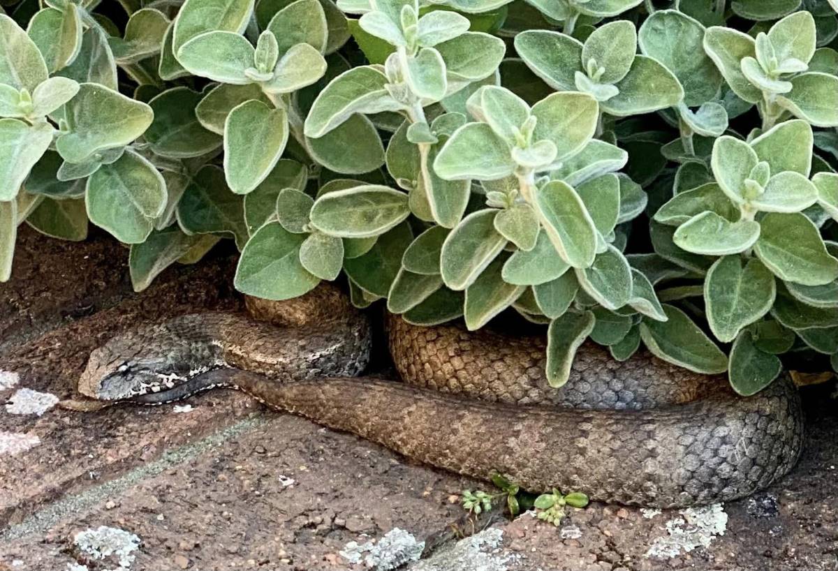 death adder under a bush