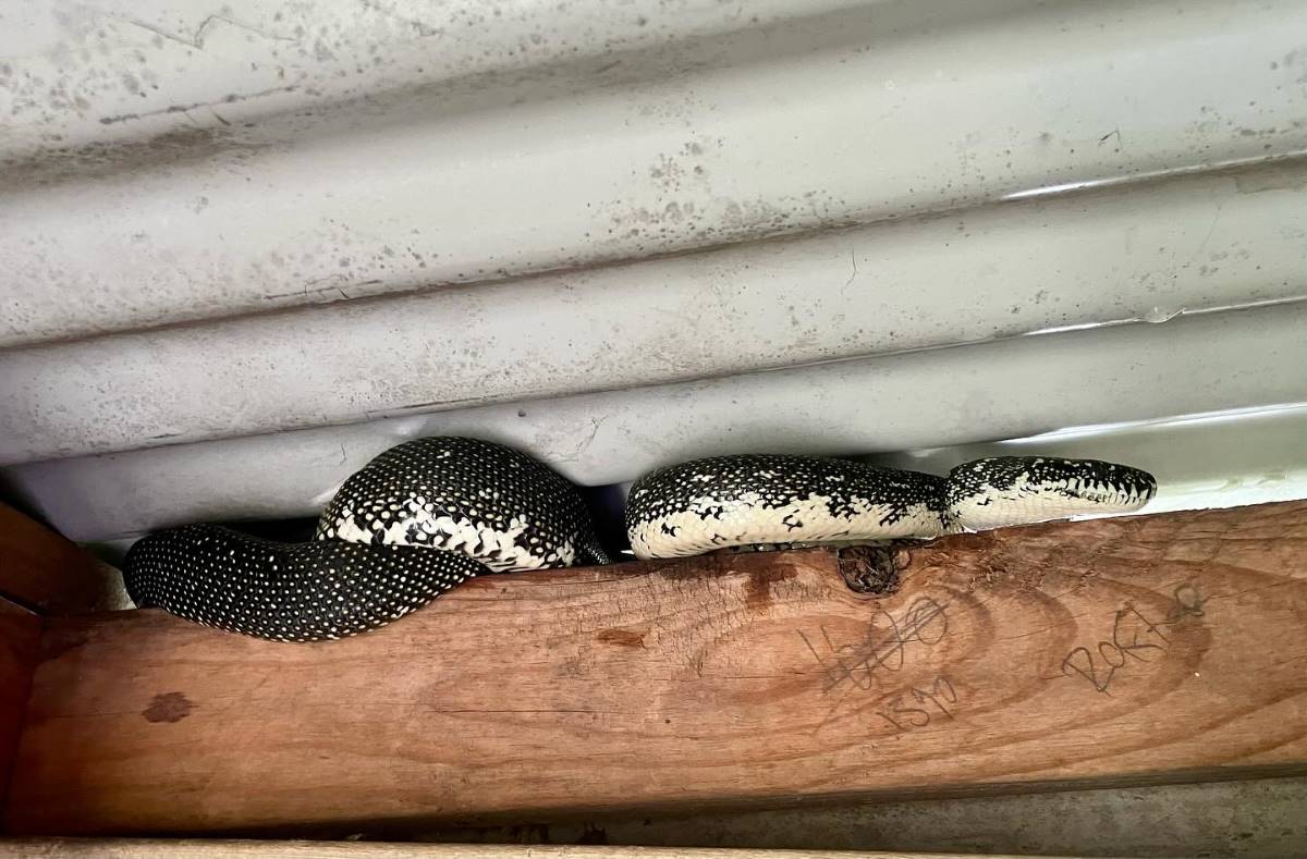 diamond python