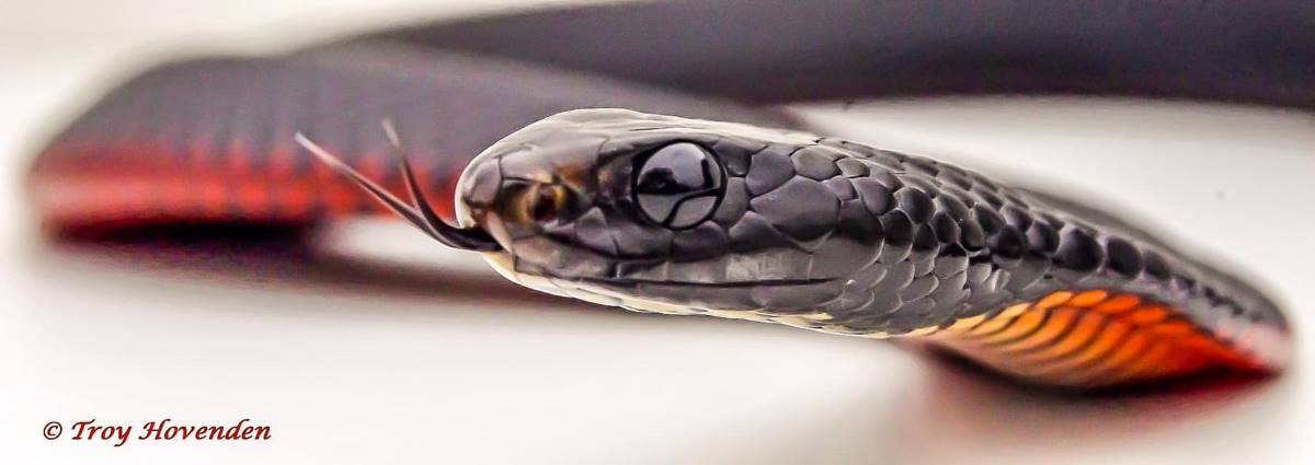 red belly black snake