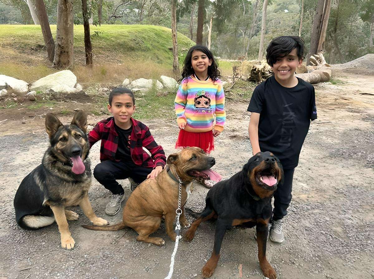 kids and dogs