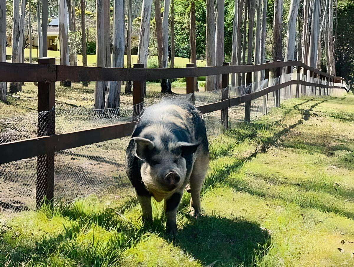 bruce the pig