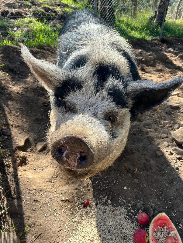 bruce the pig