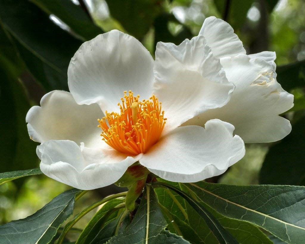 Franklinia alatamaha