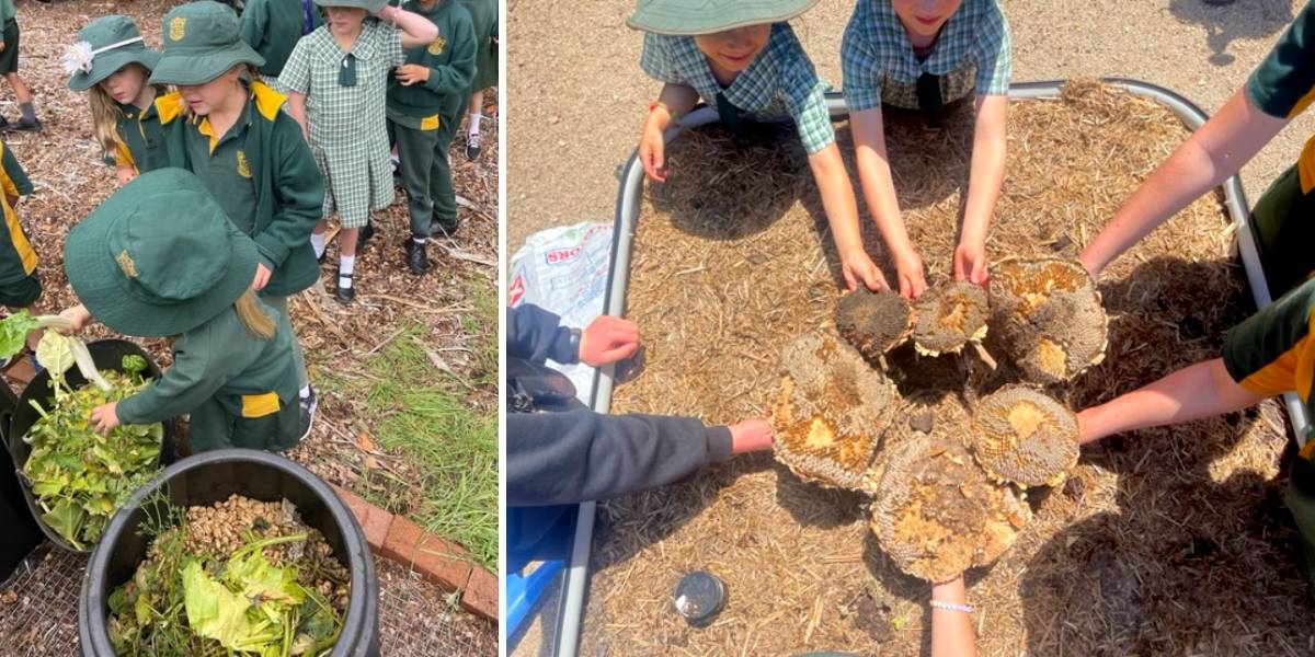 Year 1 and 2 learning about how to make compost and students harvesting seeds
