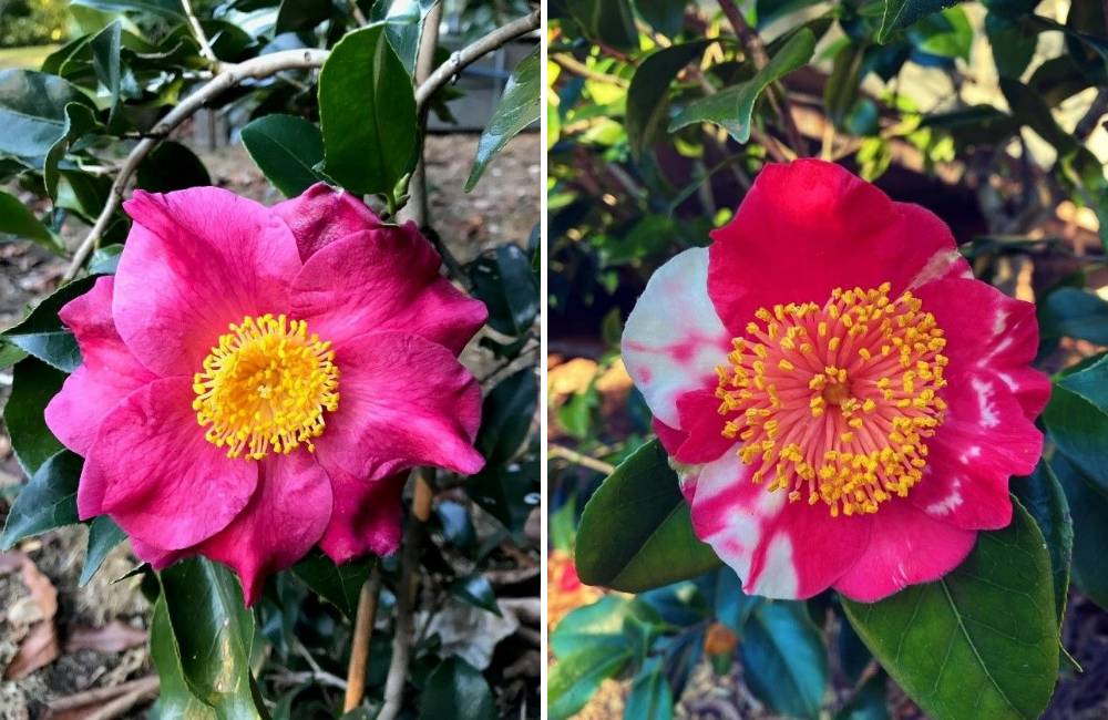 Higo Camellia japonica 'Hiodoshi' & Higo Camellia japonica 'Jitsu Getsu Sei'