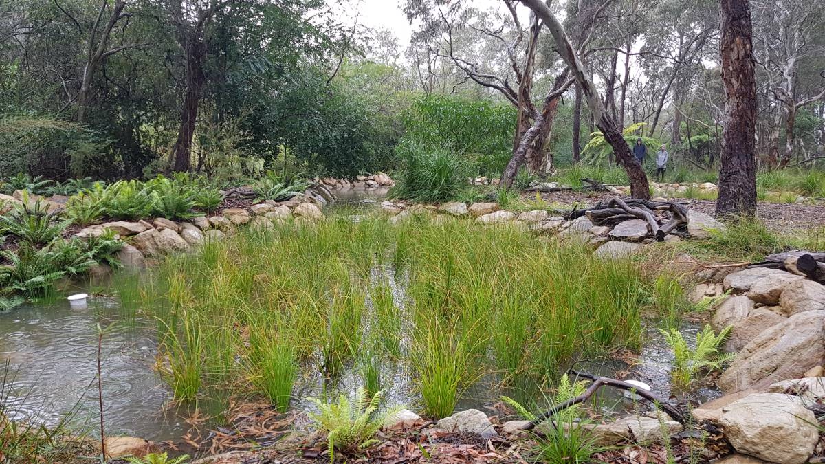 rain garden at wentworth falls