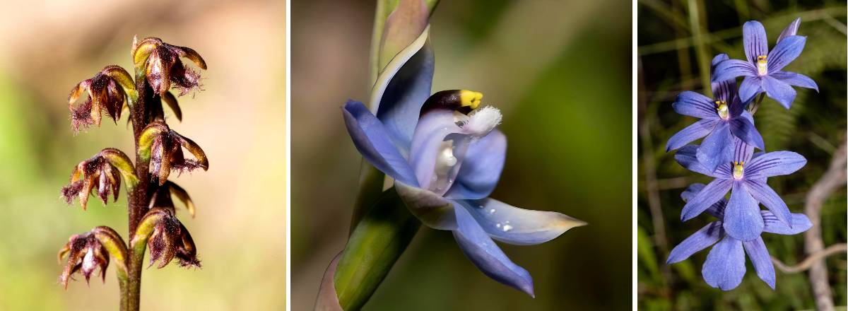 blue mountains orchids