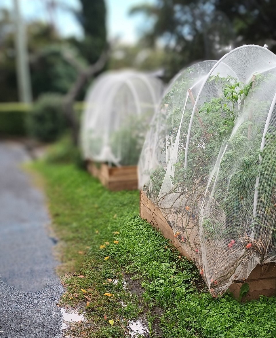 Faulconbridge Street Garden