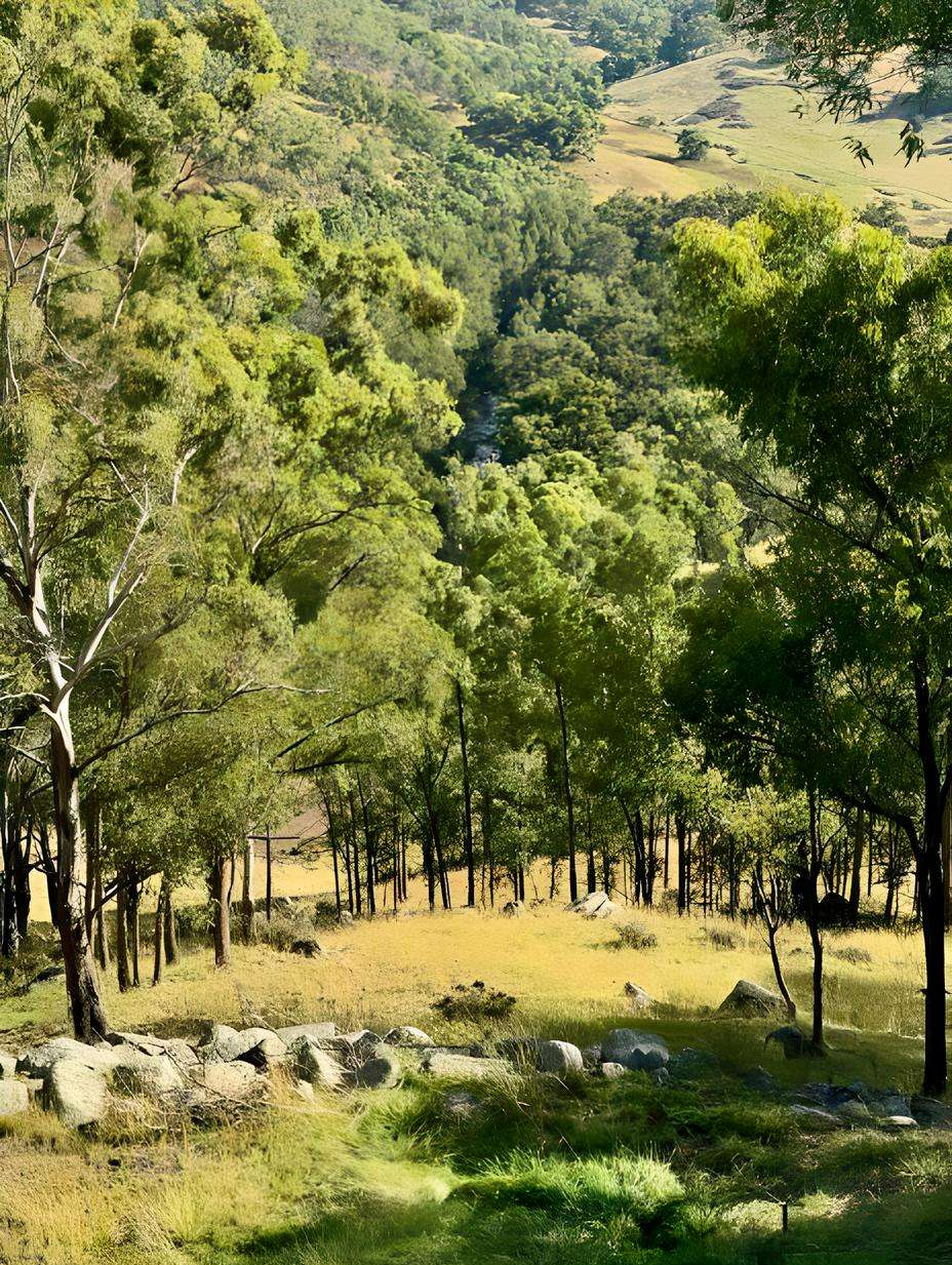 kanimbla valley trees