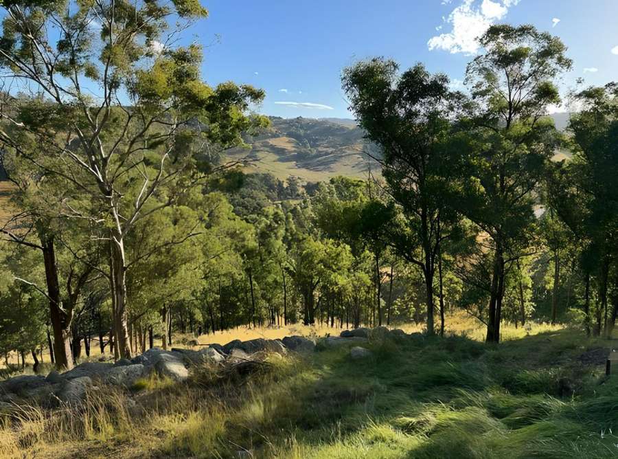 trees in the kanimbla valley