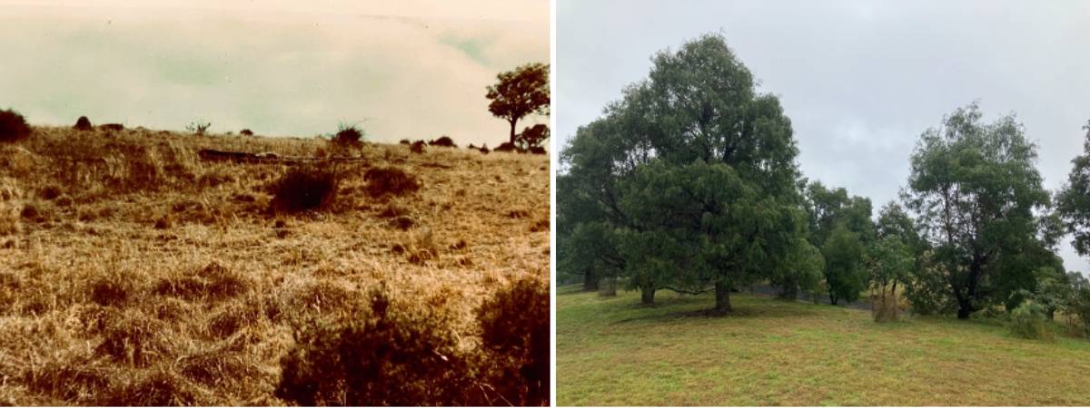 Middle earth in the kanimbla valley in 1980 and 2024