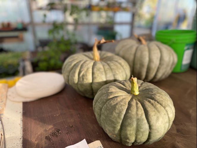 pumpkins