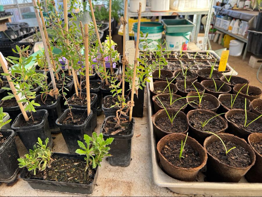 seedlings