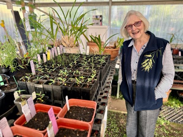 tillie coster seed propagation