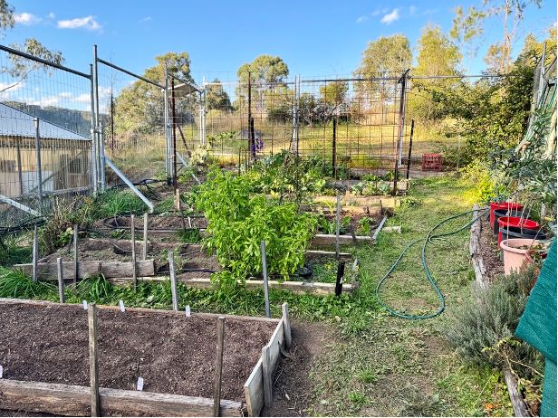 vegie garden