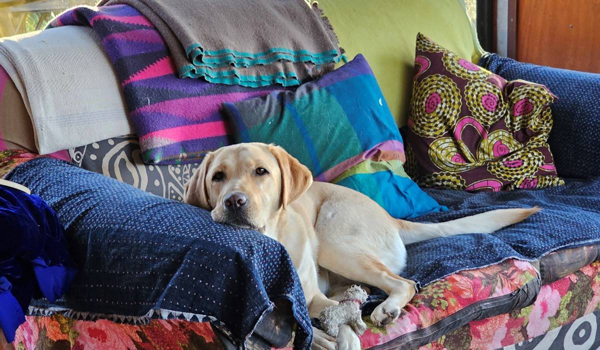 dog on a lounge