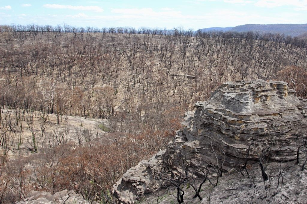 Severely burnt bushland near Bell in the blue mountains