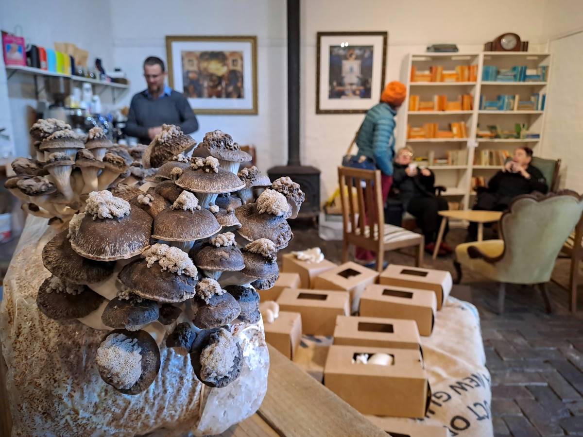 mushrooms at rosey ravelston lawson