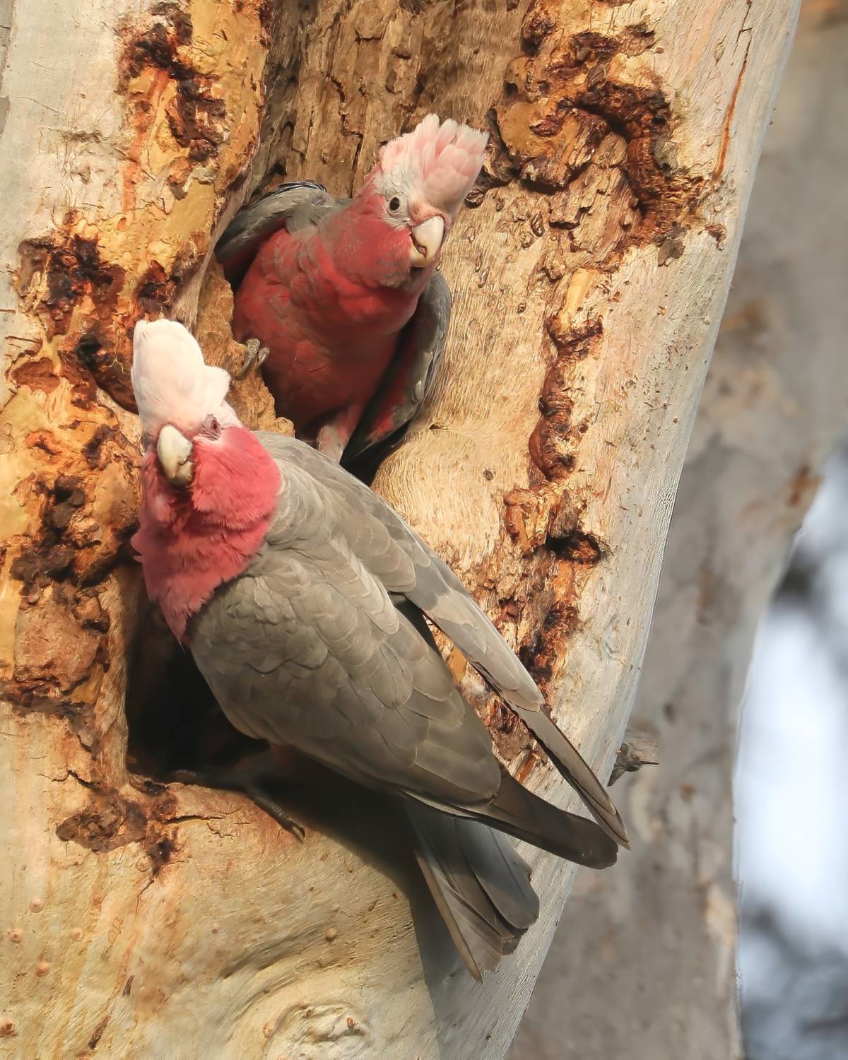 galahs in the blue mountains
