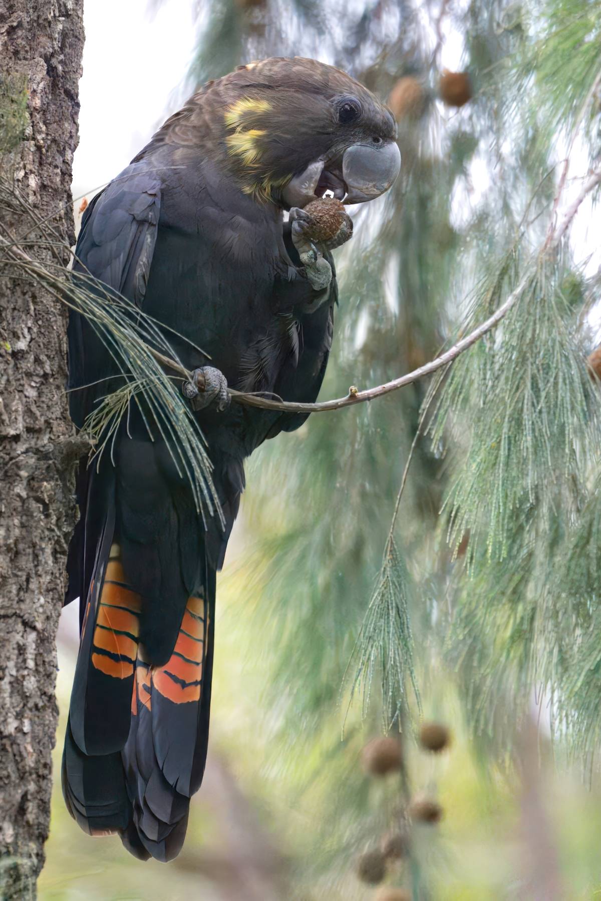 glossy black cockatoo in the blue mountains