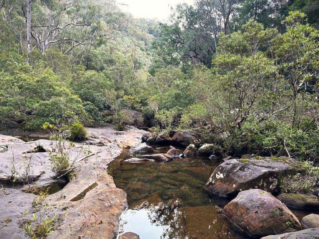 blue mountains perch habitat