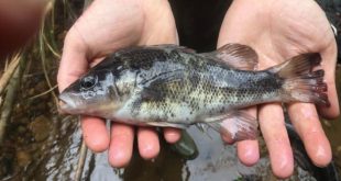 blue mountains perch