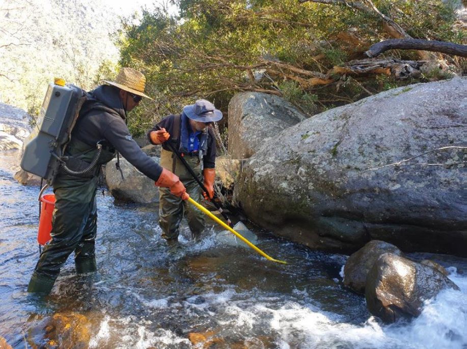 electrofishing for blue mountains perch