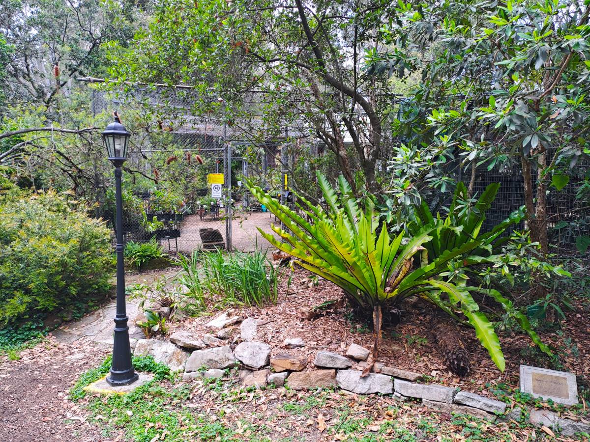 glenbrook nursery